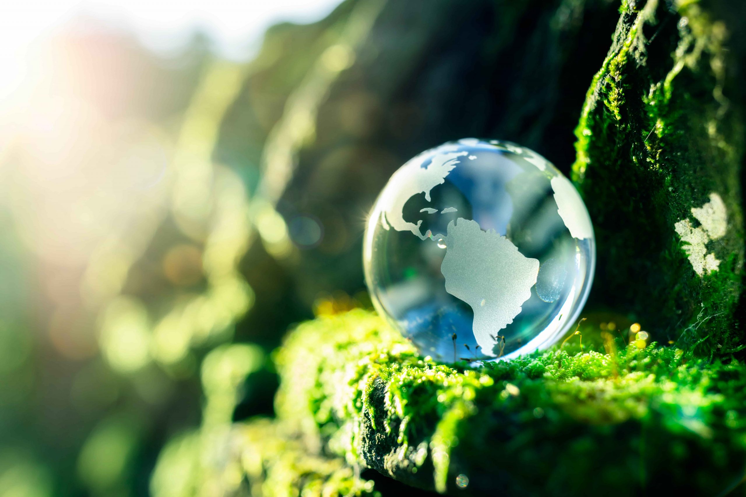 The World Environment Day 2021